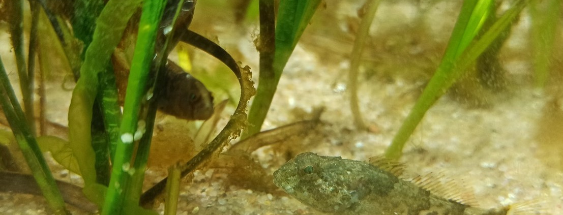 Ein kleiner etwa 4cm großer Seeskorpion im Seegraswiesenaquarium, links hat sich ein Butterfisch um eine Seegraspflanze geringelt.
