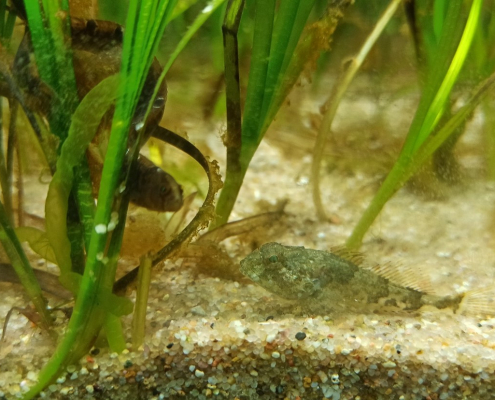 Ein kleiner etwa 4cm großer Seeskorpion im Seegraswiesenaquarium, links hat sich ein Butterfisch um eine Seegraspflanze geringelt.