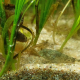 Ein kleiner etwa 4cm großer Seeskorpion im Seegraswiesenaquarium, links hat sich ein Butterfisch um eine Seegraspflanze geringelt.