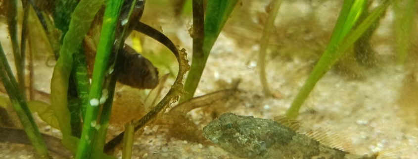 Ein kleiner etwa 4cm großer Seeskorpion im Seegraswiesenaquarium, links hat sich ein Butterfisch um eine Seegraspflanze geringelt.